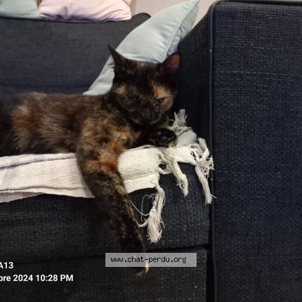 Foto 1/1 Babouche Chat perdido en Tonnay charente