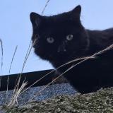 Foto del gato perdido en Fontaine