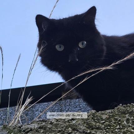 Foto 1/1 Pepsi Chat perdido en Fontaine