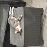 Foto de gato encontrado en Saint Brice Sous Foret