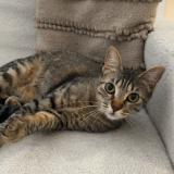 Foto del gato perdido en Bron