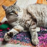 Foto del gato perdido en Bobigny