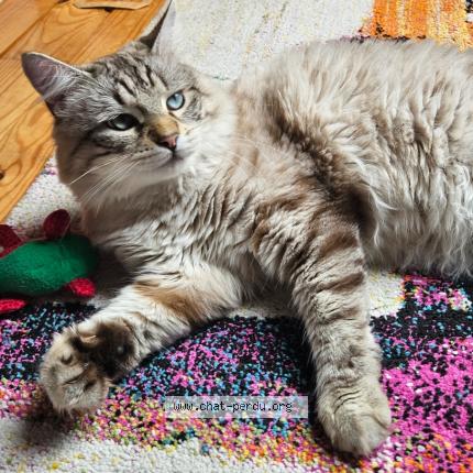 Foto 1/1 Aaron Chat perdido en Bobigny