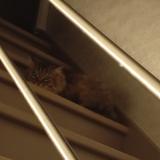 Foto de gato encontrado en Jumel