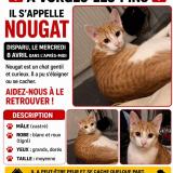 Foto del gato perdido en Vorges Les Pins