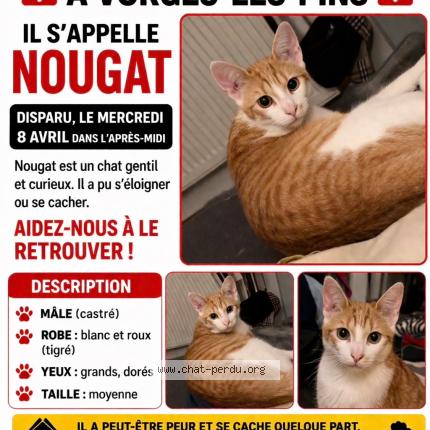 Foto 1/1 Nougat Chat perdido en Vorges les pins