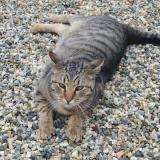 Foto del gato perdido en Saint Laurent D Arce