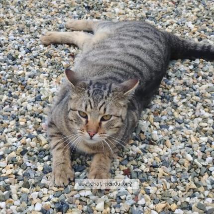 Foto 1/1 Gato encontrado Perdido en Saint laurent d arce