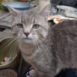 Foto de gato encontrado en Montreuil Sur Ille