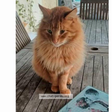 Foto 1/1 Winch Chat perdido en Saleilles