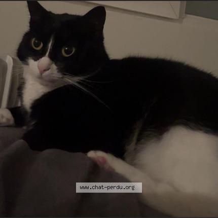 Foto 1/1 Bich bich Chat perdido en Bordeaux