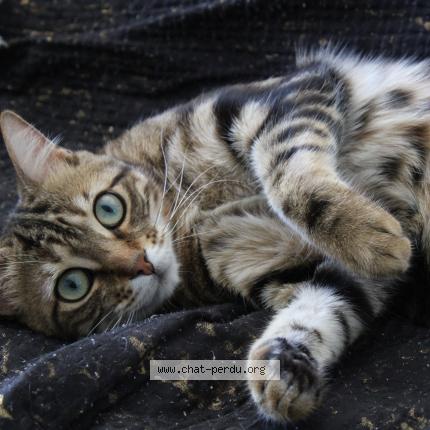 Foto 1/1 Koshka Chat perdido en Bron