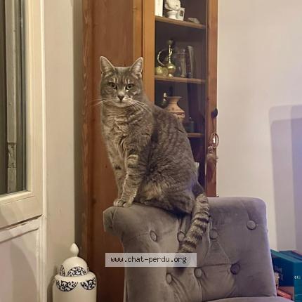 Foto 1/1 Mirabelle Chat perdido en Carrieres sur seine