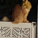 Foto del gato perdido en Palaiseau