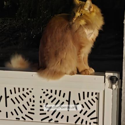 Foto 1/1 Gustave Chat perdido en Palaiseau