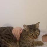 Foto del gato perdido en Nimes