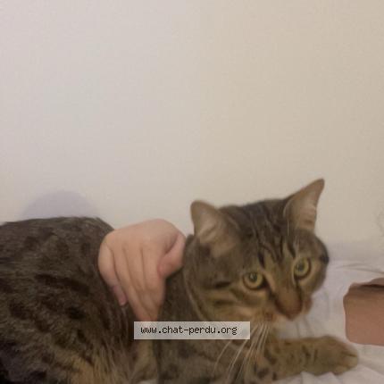 Foto 1/1 Simsim Chat perdido en Nimes