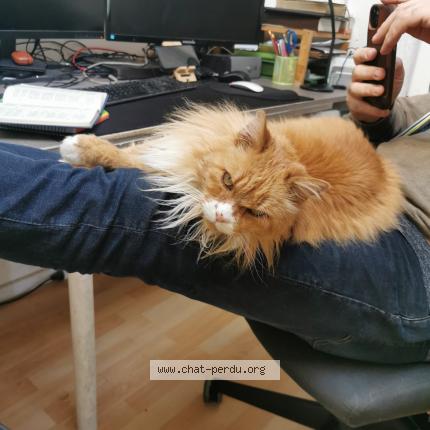 Foto 1/1 Garfield Minou Chat perdido en Pessac