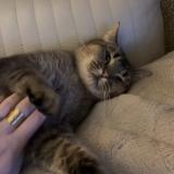 Foto del gato perdido en Biarritz