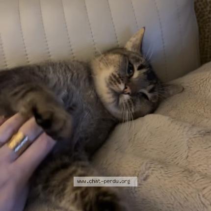 Foto 1/1 Lino Chat perdido en Biarritz