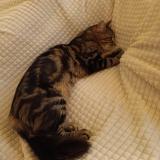 Foto del gato perdido en Anglet