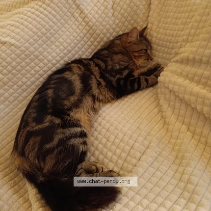 Foto 1/1 Bambou Chat perdido en Anglet