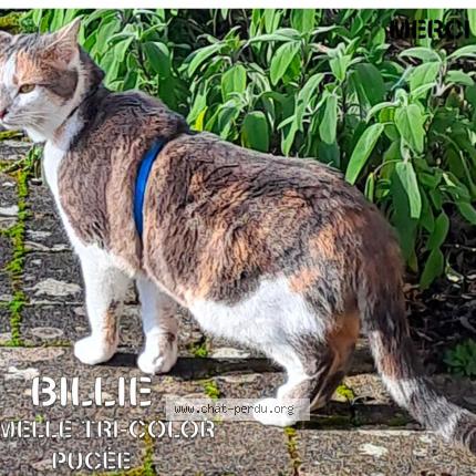 Foto 1/1 Billie Chat perdido en Fontenay sous bois