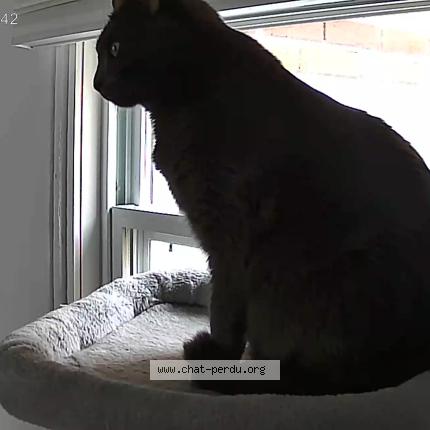 Foto 1/1 HERMIONE Chat perdido en Ville de quebec