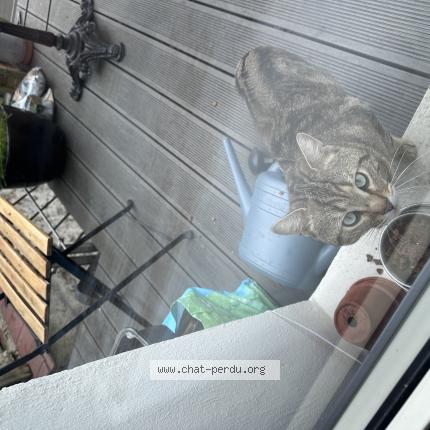 Foto 1/1 Gato encontrado Encontrado en Montreuil