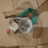 Foto del gato perdido en La Villeneuve Au Chatelot