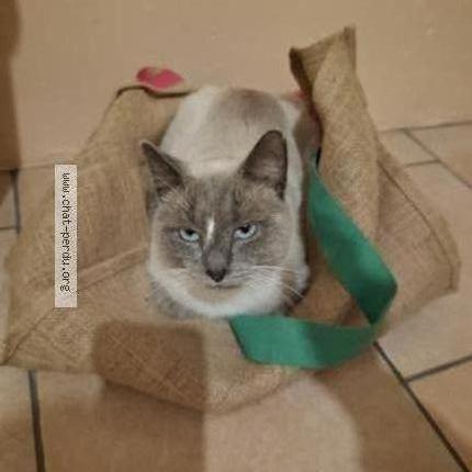 Foto 1/2 Gribouille Chat perdido en La villeneuve au chatelot