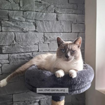 Foto 2/2 Gribouille Chat perdido en La villeneuve au chatelot