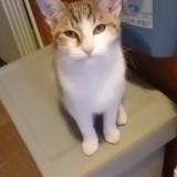 Foto del gato perdido en Nice