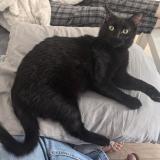 Foto del gato perdido en Malakoff