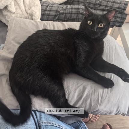 Foto 1/1 Chabada Chat perdido en Malakoff