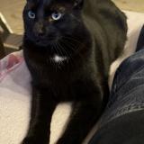 Foto del gato perdido en Marseille