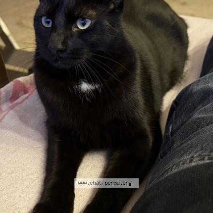 Foto 1/1 Baghera koda Chat perdido en Marseille