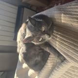 Foto del gato perdido en Nimes