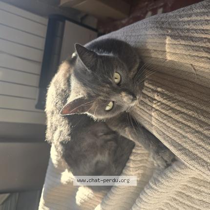 Foto 1/1 Pistache Chat perdido en Nimes