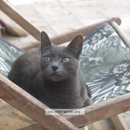 Foto 1/2 Pistache Chat perdido en Nimes