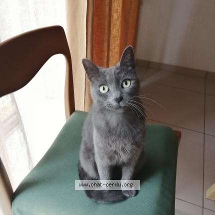 Foto 2/2 Pistache Chat perdido en Nimes