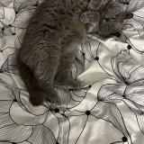 Foto del gato perdido en Garges Les Gonesse