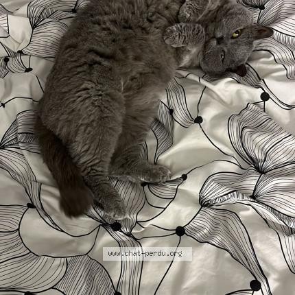 Foto 1/1 AOUDIA Neko Chat perdido en Garges les gonesse