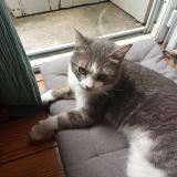 Foto de gato encontrado en Bordeaux