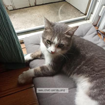 Foto 1/1 Gato encontrado Encontrado en Bordeaux