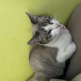 Foto del gato perdido en Eberbach