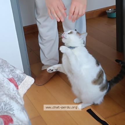 Foto 1/1 Simba Chat perdido en Pau