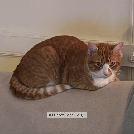 Foto 1/1 Gato encontrado Perdido en Saint martin de seignanx