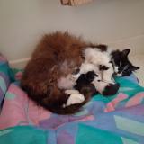 Foto de gato encontrado en Binic Etables Sur Mer Binic