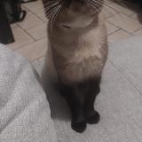 Foto del gato perdido en Perenchies